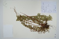 藏品(腎蕨)的圖片