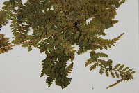 藏品(華中蹄蓋蕨)的圖片