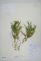 藏品(全緣卷柏)的圖片