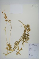 藏品(石松)的圖片