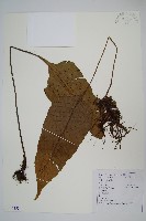 藏品(盾蕨)的圖片