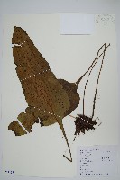 藏品(盾蕨)的圖片