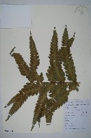 藏品(日本狗脊蕨)的圖片