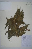 藏品(日本狗脊蕨)的圖片