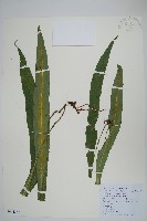 藏品(大星蕨)的圖片