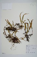 藏品(石葦)的圖片