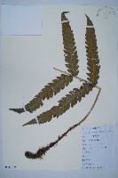 藏品(日本狗脊蕨)的圖片