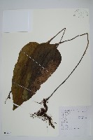 藏品(盾蕨)的圖片