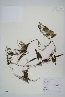 藏品(抱石蓮)的圖片