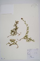 藏品(過山龍)的圖片