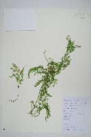 藏品(江南卷柏)的圖片