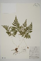 藏品(山東腫足蕨)的圖片