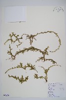 藏品(過山龍)的圖片