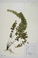 藏品(生芽鐵角蕨)的圖片