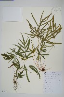 藏品(鳳尾蕨)的圖片