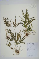 藏品(鳳尾蕨)的圖片