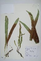 藏品(大星蕨)的圖片