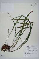 藏品(書帶蕨)的圖片