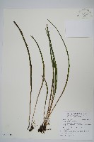 藏品(書帶蕨)的圖片