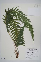 藏品(翅軸假金星蕨、短柄卵果蕨)的圖片