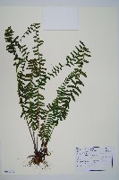 藏品(岩穴蕨)的圖片