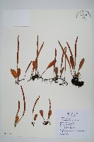 藏品(抱樹石葦)的圖片