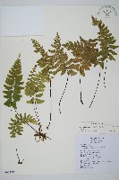 藏品(小鐵角蕨)的圖片