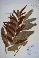 藏品(尾葉實蕨)的圖片