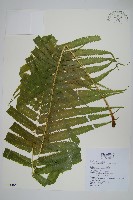 藏品(大葉毛蕨)的圖片