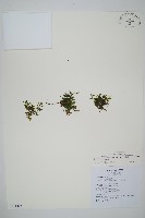 藏品(厚邊蕨)的圖片