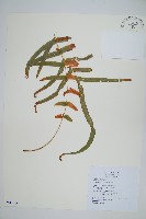 藏品(鱗蓋鳳尾蕨)的圖片