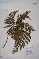 藏品(愛德氏肋毛蕨)的圖片