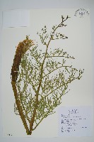藏品(水蕨)的圖片