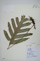 藏品(海岸星蕨)的圖片