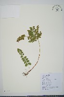 藏品(海島陵齒蕨)的圖片