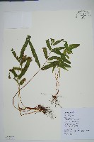 藏品(箭葉鱗始蕨)的圖片