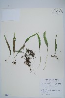 藏品(擬烏蘇里瓦葦)的圖片