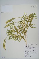 藏品(石松)的圖片