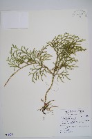 藏品(過山龍)的圖片