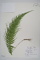 藏品(翅軸假金星蕨、短柄卵果蕨)的圖片