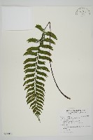 藏品(剪葉鐵角蕨)的圖片