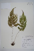 藏品(粗毛金星蕨)的圖片