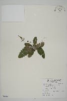 藏品(地耳蕨)的圖片