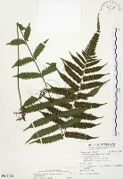 藏品(野毛蕨)的圖片