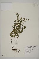 藏品(鐵線蕨)的圖片
