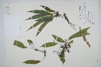 藏品(單葉雙蓋蕨)的圖片