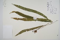 藏品(單葉雙蓋蕨)的圖片
