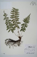 藏品(密腺蹄蓋蕨)的圖片