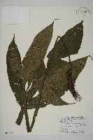 藏品(傅氏三叉蕨)的圖片