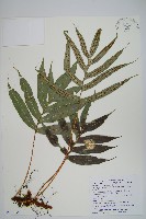 藏品(掌葉茀蕨)的圖片